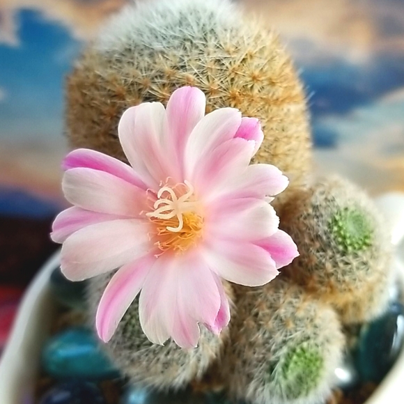 I ❤ OFFERS Thank You For Peeking In At My Closet ❤ - Picture 7 of 12